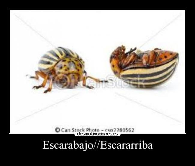 Escarabajo//Escararriba - 