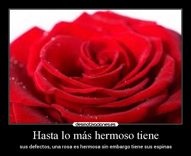 Hasta lo más hermoso tiene - sus defectos, una rosa es hermosa sin embargo tiene sus espinas