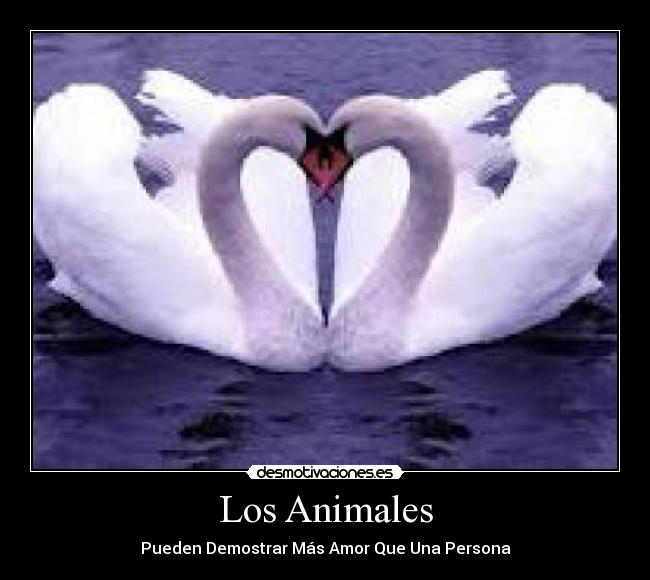 Los Animales -