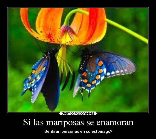 Si las mariposas se enamoran - Sentiran personas en su estomago?