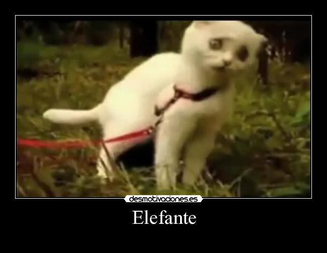 Elefante - 