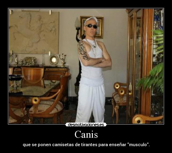 Canis -