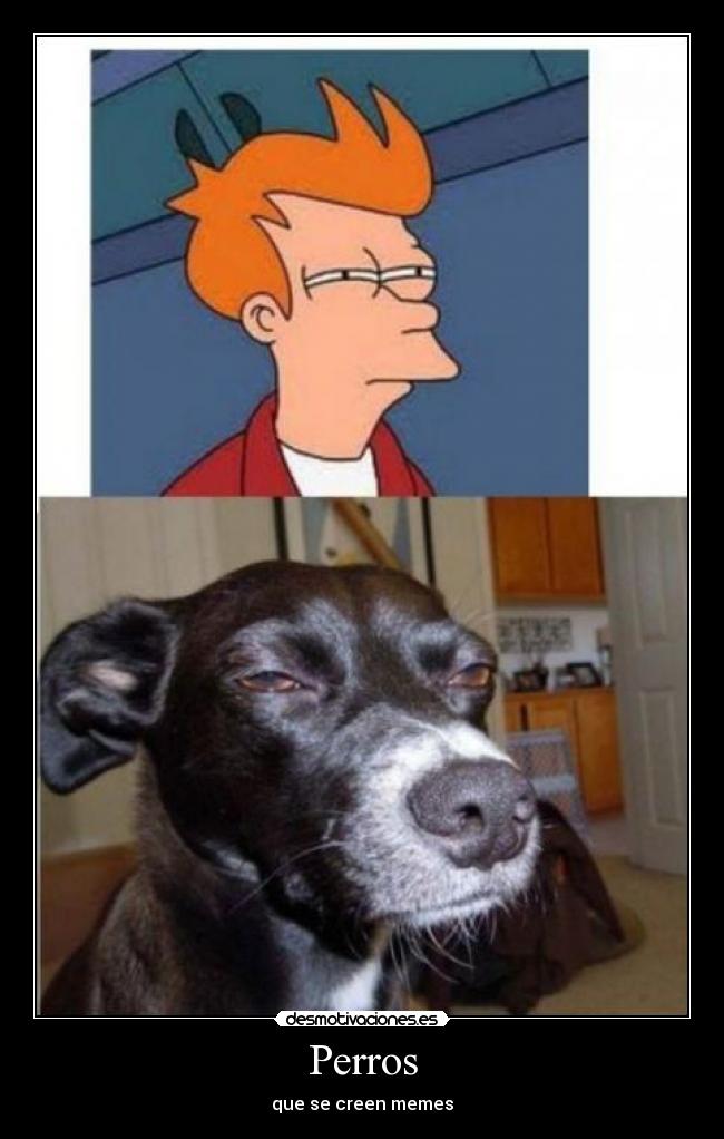Perros - que se creen memes
