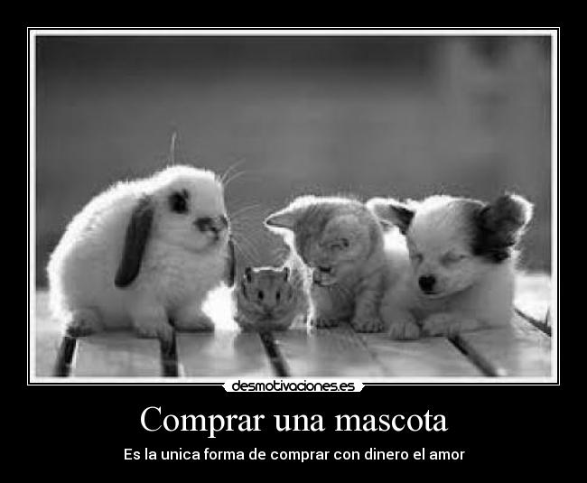 Comprar una mascota - Es la unica forma de comprar con dinero el amor