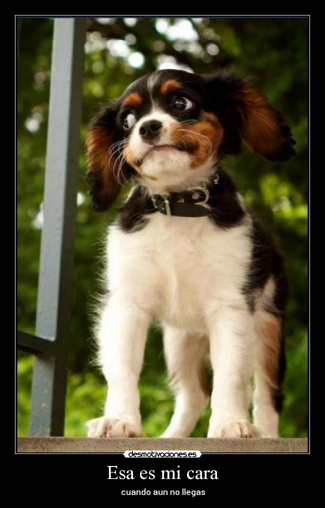 Esa es mi cara - cuando aun no llegas