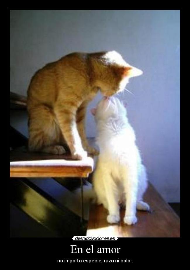 En el amor - no importa especie, raza ni color.