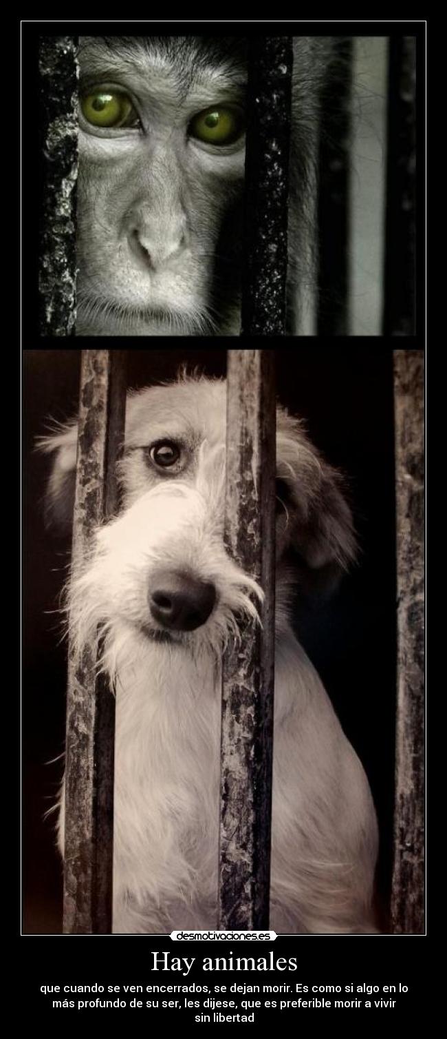 Hay animales -