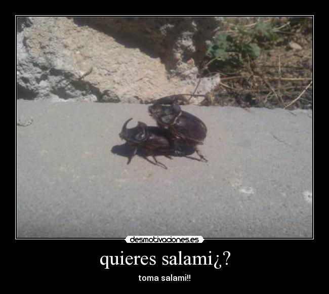 quieres salami¿? - toma salami!!