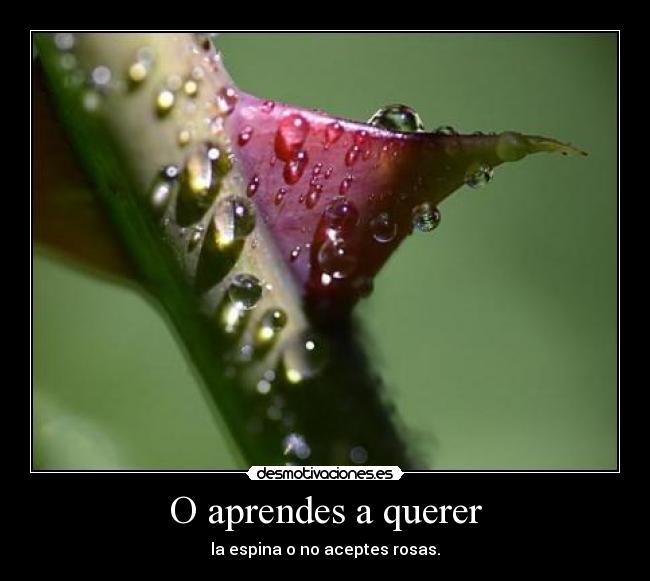 O aprendes a querer -