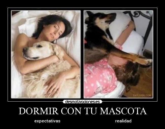 DORMIR CON TU MASCOTA - expectativas                                                      realidad