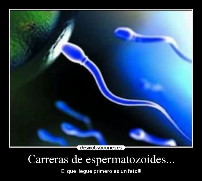 Carreras de espermatozoides... -