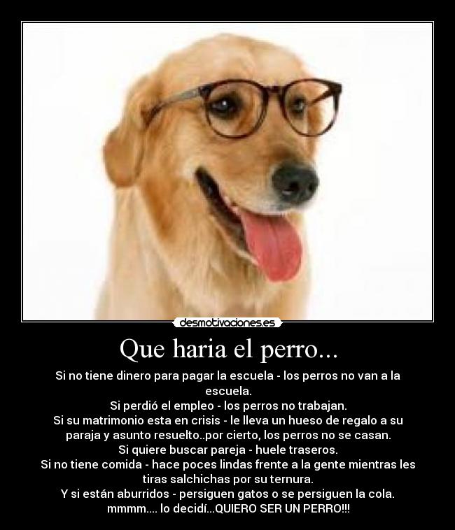 Que haria el perro... -