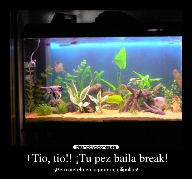 +Tio, tio!! ¡Tu pez baila break! -