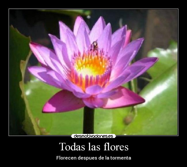 Todas las flores - Florecen despues de la tormenta