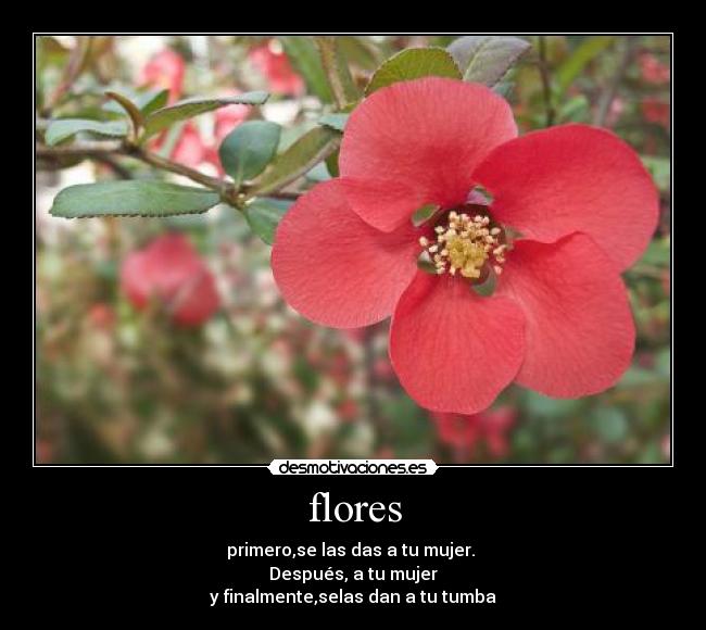 flores -