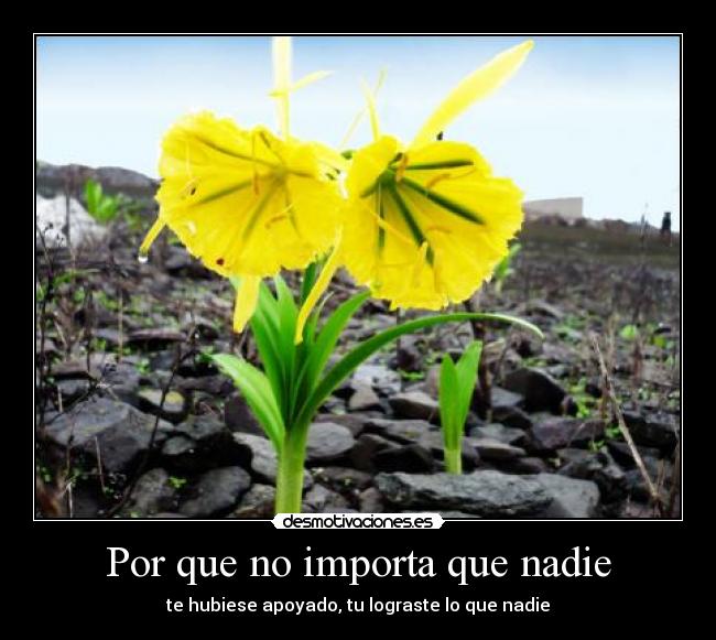 Por que no importa que nadie - te hubiese apoyado, tu lograste lo que nadie