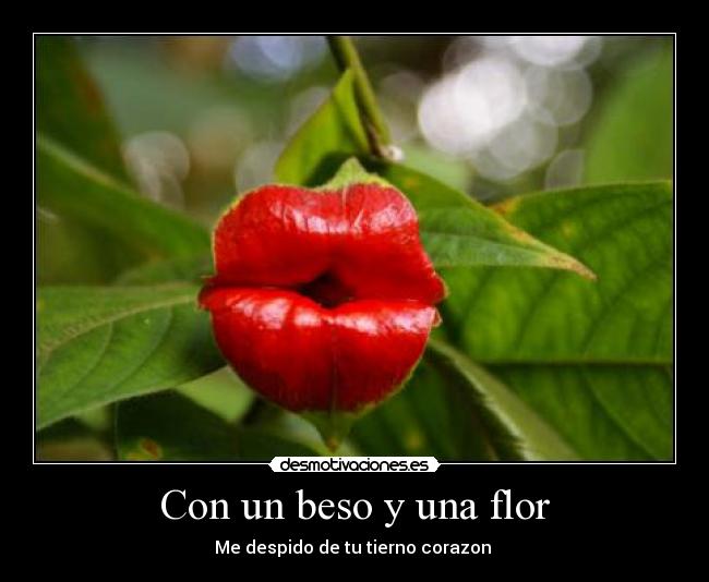 carteles beso flor desmotivaciones