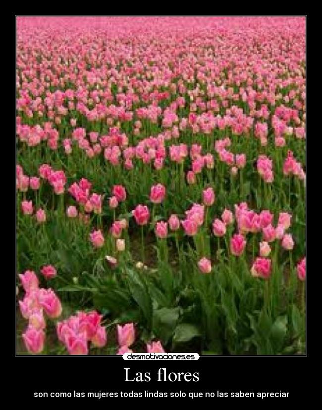 Las flores - 