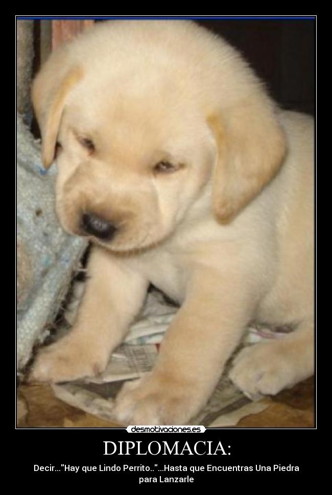 DIPLOMACIA: - Decir...Hay que Lindo Perrito.....Hasta que Encuentras Una Piedra para Lanzarle