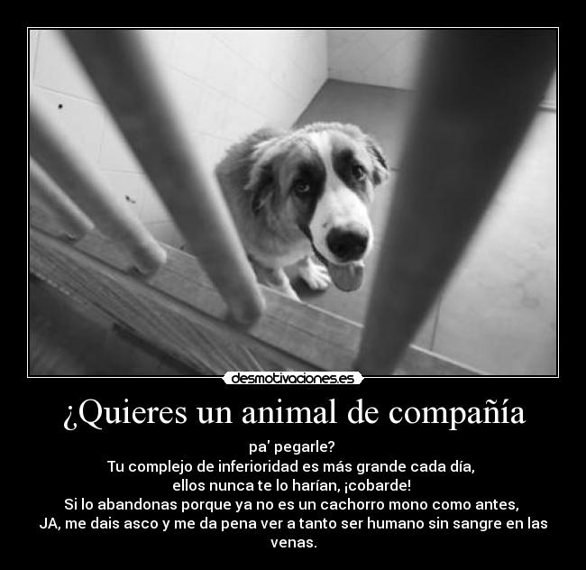 ¿Quieres un animal de compañía - pa pegarle?
Tu complejo de inferioridad es más grande cada día,
ellos nunca te lo harían, ¡cobarde!
Si lo abandonas porque ya no es un cachorro mono como antes,
JA, me dais asco y me da pena ver a tanto ser humano sin sangre en las venas.