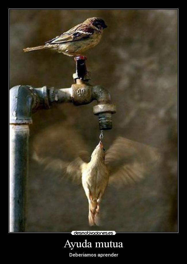Ayuda mutua - Deberiamos aprender