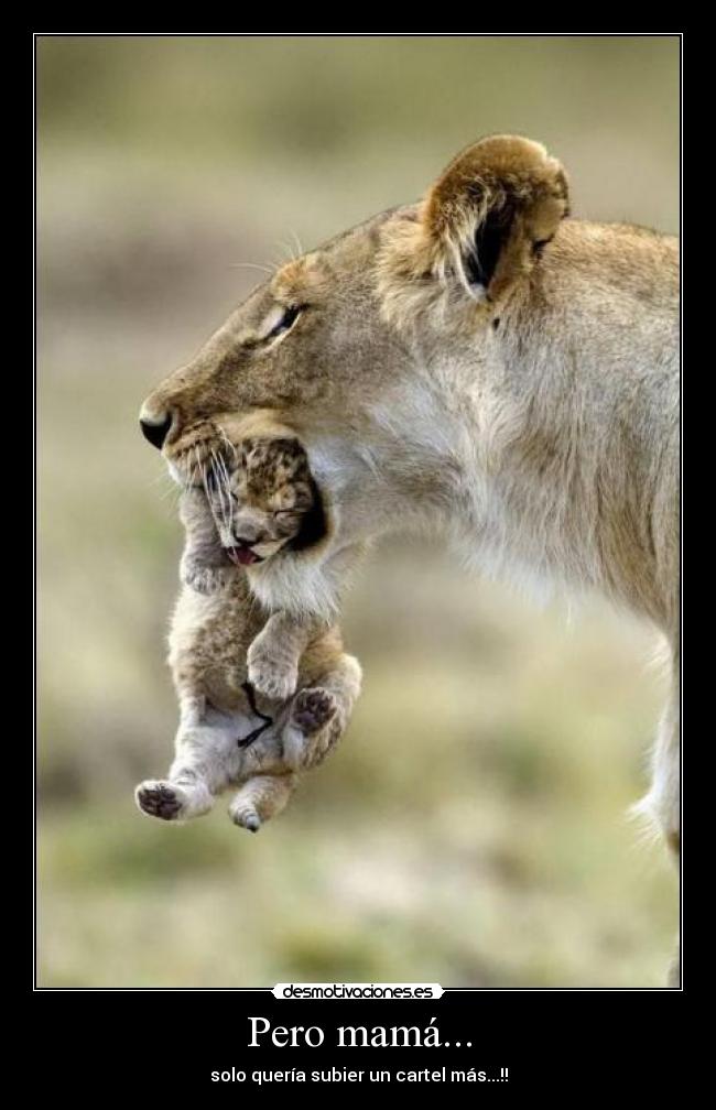 Pero mamá... - solo quería subier un cartel más...!!