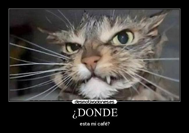 ¿DONDE - esta mi café?