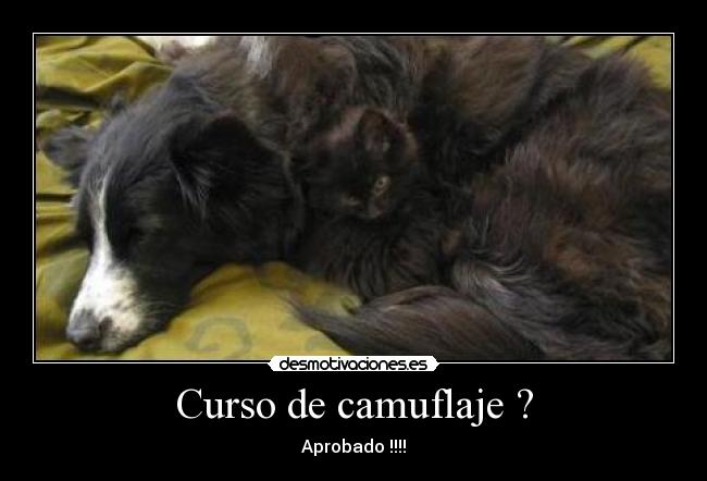 Curso de camuflaje ? -