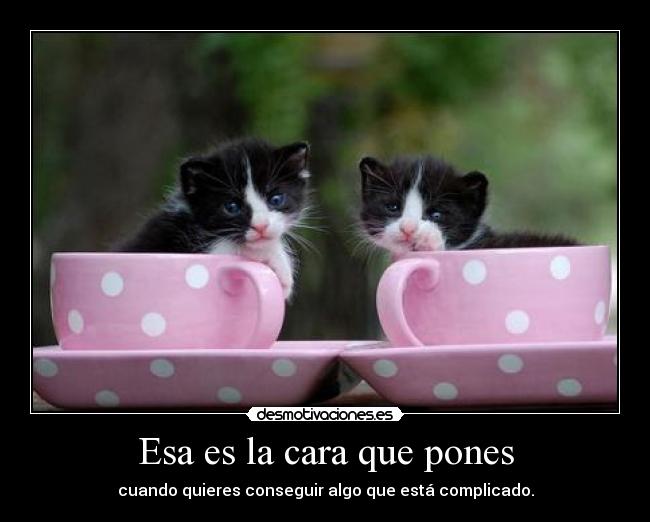 carteles intentamos dar pena gatitos desmotivaciones