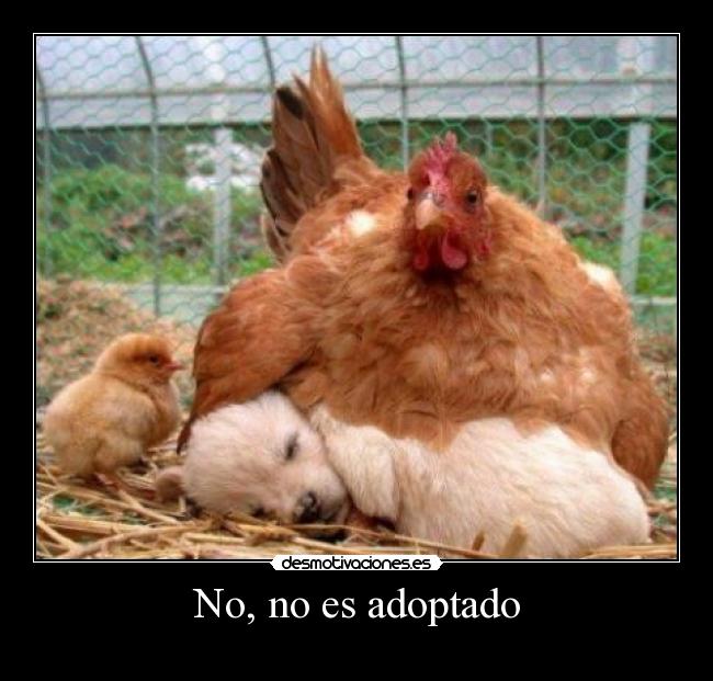 No, no es adoptado - 