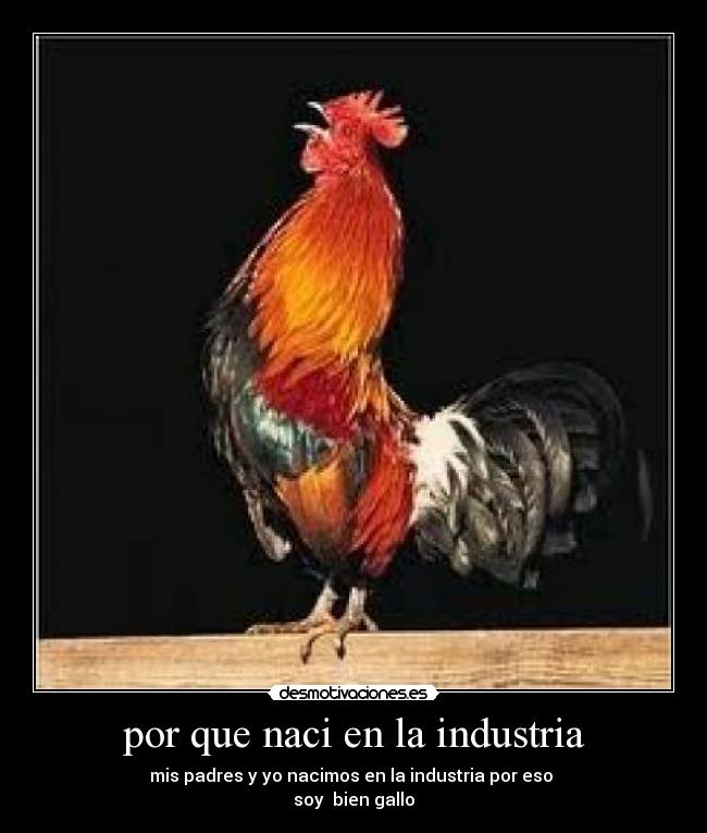 carteles por eso soy muy gallo desmotivaciones