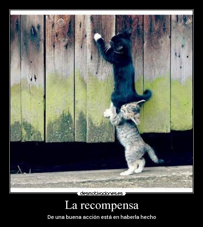 carteles frase lucio anneo seneca que gatitos mas lindos love mugler nina desmotivaciones