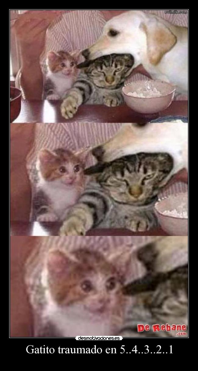 Gatito traumado en 5..4..3..2..1 -