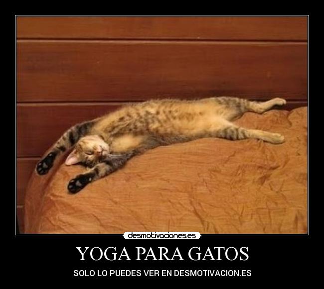 YOGA PARA GATOS - SOLO LO PUEDES VER EN DESMOTIVACION.ES