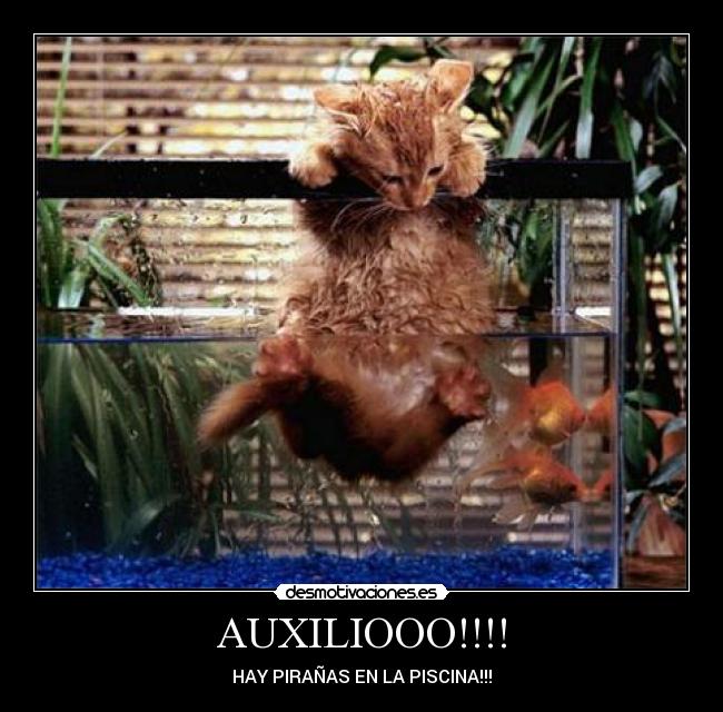 AUXILIOOO!!!! - HAY PIRAÑAS EN LA PISCINA!!!
