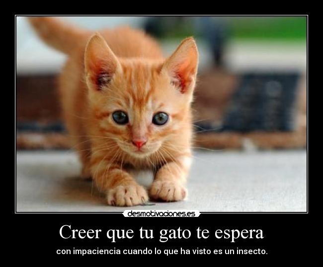 Creer que tu gato te espera -