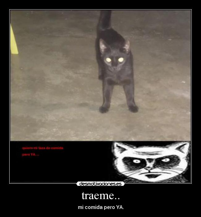 carteles gatoscolombia santamarta desmotivaciones