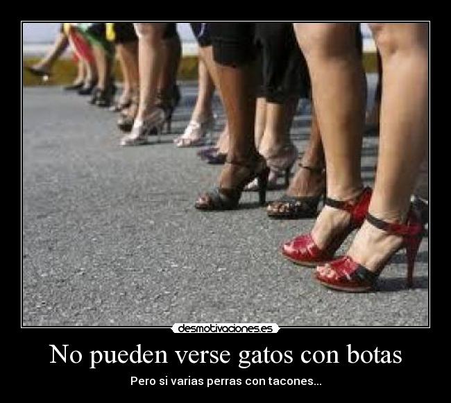 carteles gatos putas harry putas perras con tacones gatos con botas desmotivaciones