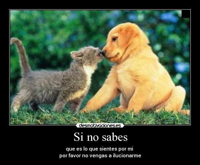 Si no sabes - que es lo que sientes por mi
por favor no vengas a ilucionarme