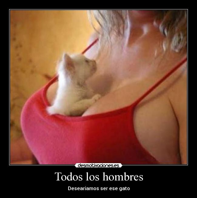 Todos los hombres - Deseariamos ser ese gato