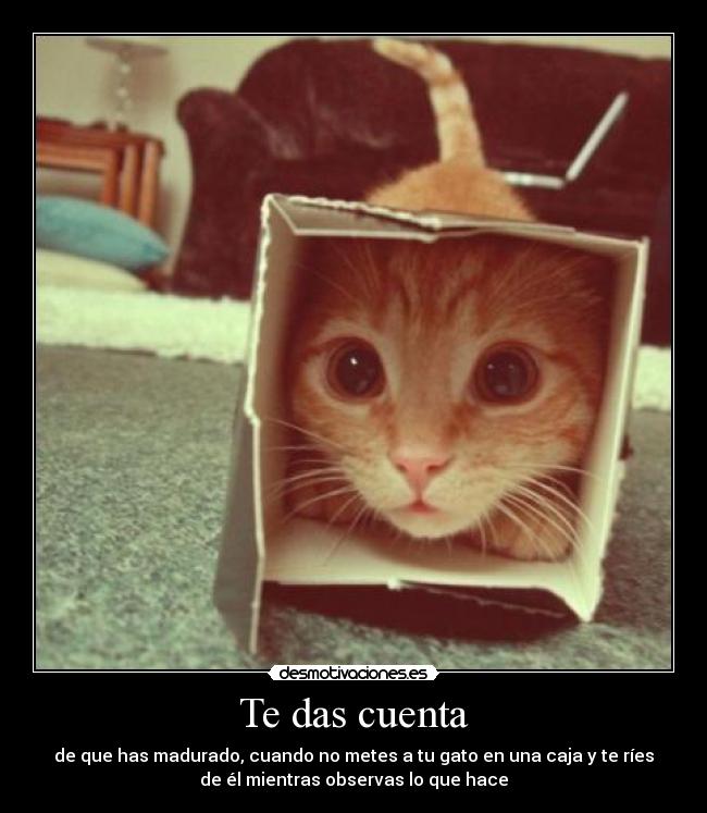 Te das cuenta - de que has madurado, cuando no metes a tu gato en una caja y te ríes
de él mientras observas lo que hace