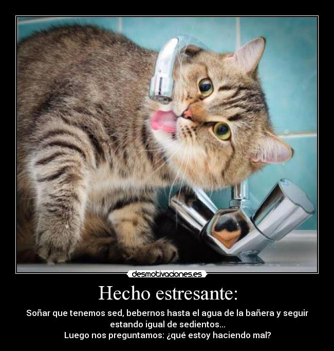Hecho estresante: - Soñar que tenemos sed, bebernos hasta el agua de la bañera y seguir
estando igual de sedientos...
Luego nos preguntamos: ¿qué estoy haciendo mal?