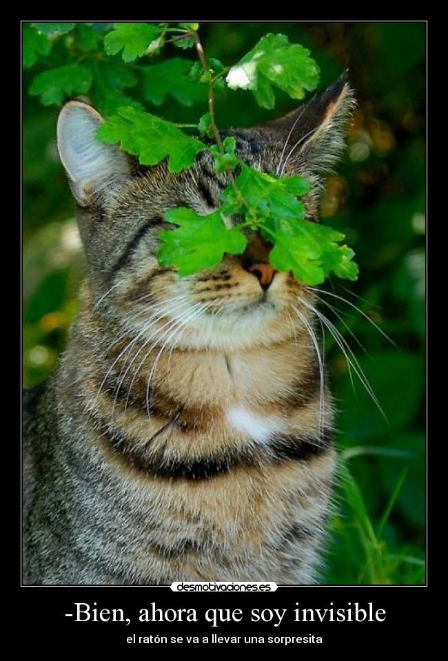 -Bien, ahora que soy invisible -