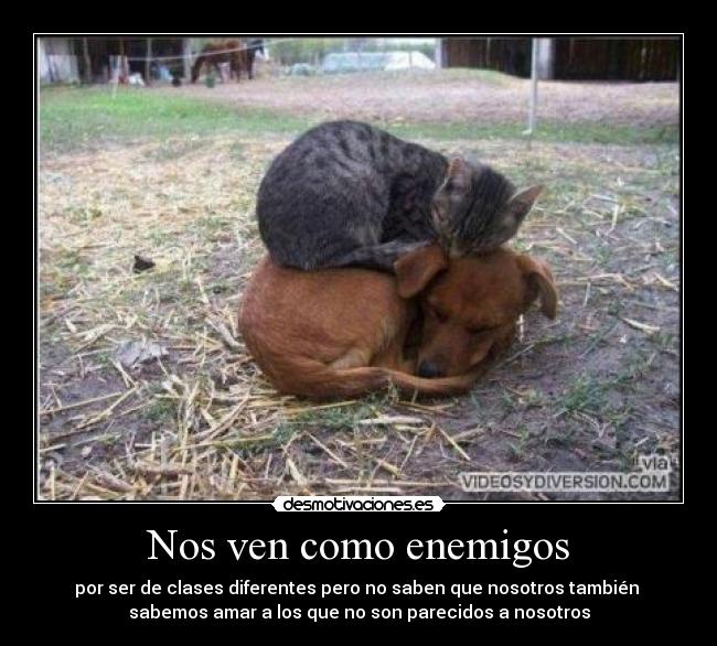 carteles perros gatos desmotivaciones