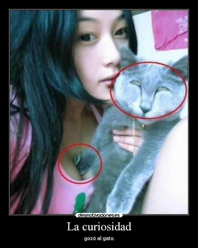La curiosidad - gozó al gato.