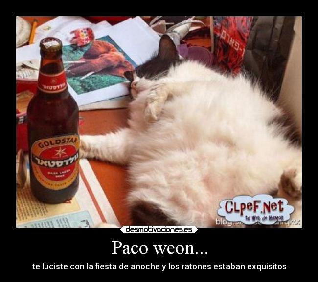 carteles fiesta gatos desmotivaciones