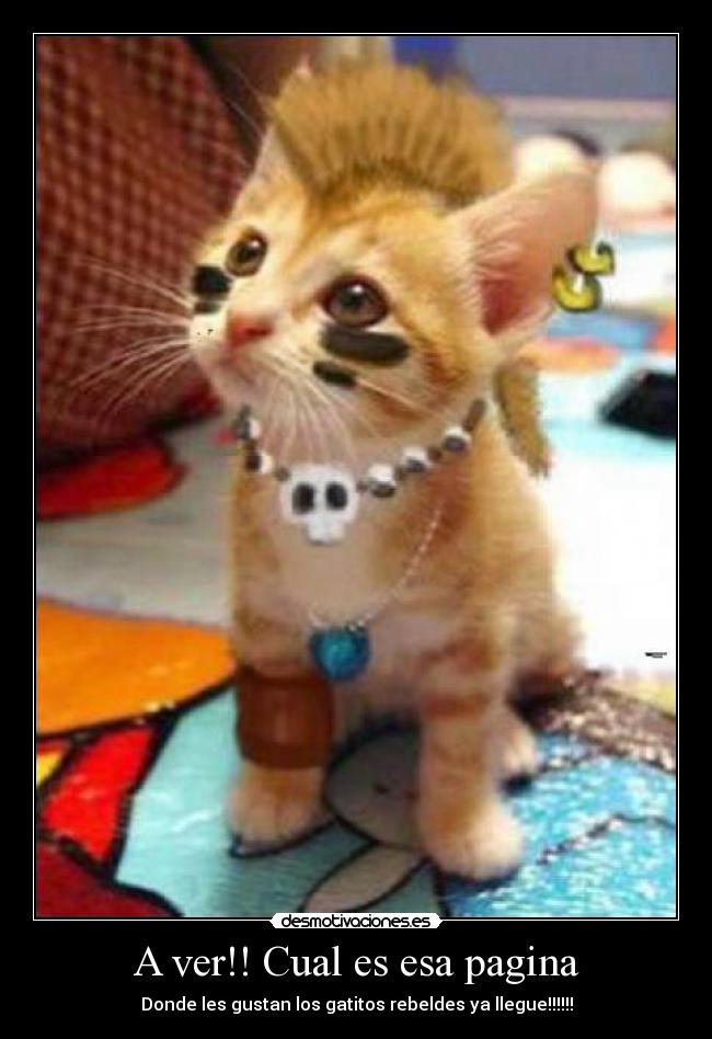 A ver!! Cual es esa pagina - Donde les gustan los gatitos rebeldes ya llegue!!!!!!