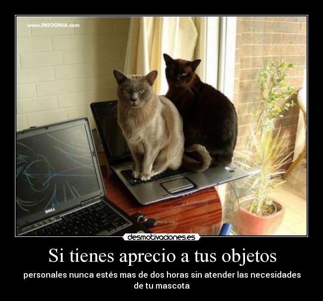 Si tienes aprecio a tus objetos -