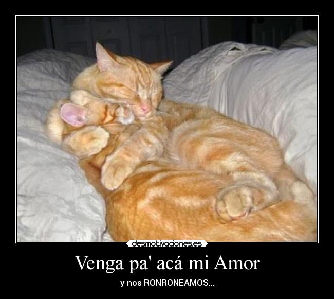 Venga pa acá mi Amor - y nos RONRONEAMOS...
