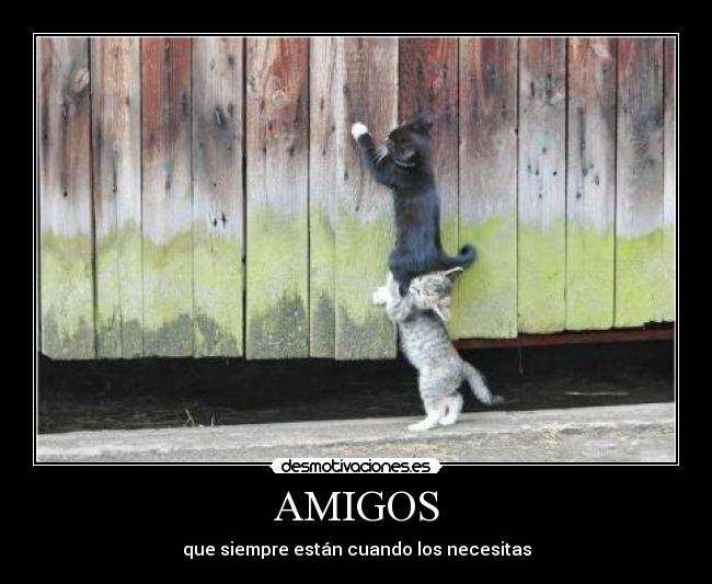 carteles amigos gatos amigos ayudar uno otro desmotivaciones